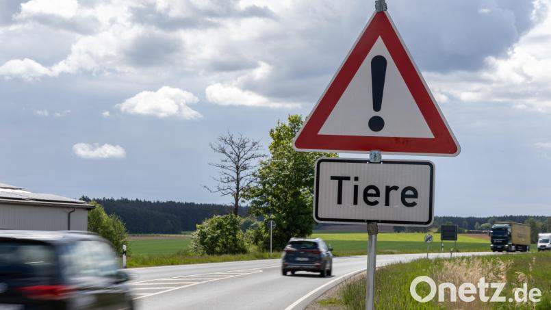 Am Ortsausgang von Kastl bei Kemnath macht dieses Warnschild "Tiere" die Verkehrsteilnehmer auf die ausgebüxten Rinder aufmerksam. Bild: Roland Wellenhoefer