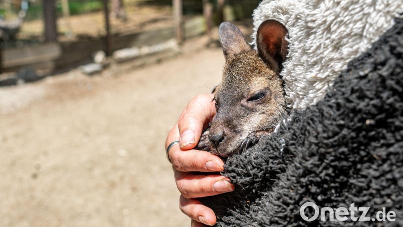 Känguru Elli schaut aus dem Pulli von Tierpark-Chefin Nicole Hoffmeister. Sie zieht das verwaiste Jungtier groß. Bild: Armin Weigel/dpa