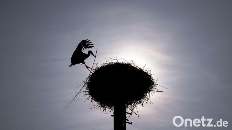 Zu Beginn der Pfingstferien sollen die Temperaturen deutlich steigen. (Archivbild) Bild: Pia Bayer/dpa