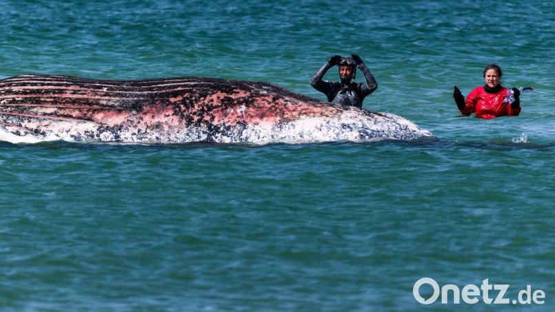 Der Buckelwal vor der dänischen Insel Anholt soll auf das Festland gezogen werden. (Archivbild) Bild: Marcus Golejewski/dpa