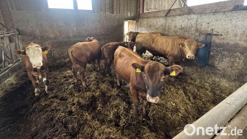 Von den insgesamt 26 Jungbullen, die am 15. Mai von einer Weide zwischen Kastl und Troglau entlaufen sind, konnten bisher nur diese sechs Tiere wieder eingefangen werden. Sie sind aktuell in ihrem Stall untergebracht. Bild: Sebastian Dimper