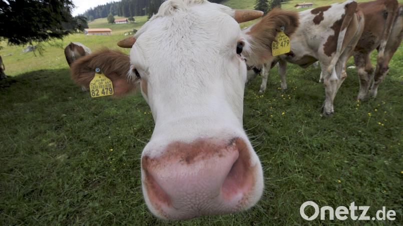Ein Rind auf einer Alm in Oberbayern. In der Oberpfalz sind jetzt 20 seiner Artgenossen ausgebüxt. Symbolbild: Frank Leonhardt/dpa