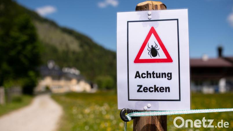 Zecken übertragen Krankheiten. (Archivbild) Bild: Sven Hoppe/dpa