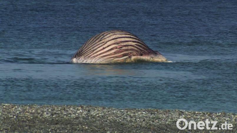 Der tote Buckelwal liegt aufgebläht vor der dänischen Insel Anholt Bild: -/News5/dpa