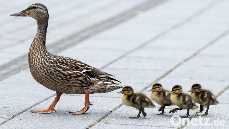 Ein tierisches Pärchen sorgt im morgendlichen Berufsverkehr für Blechschäden und einen Verletzten. Symbolbild: Federico Gambarini/dpa