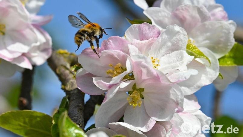 Ohne Bienen und andere Insekten würden viele heimische Obst- und Gemüsearten keine Nahrungsmittel mehr liefern. (Archivbild) Bild: Patrick Pleul/dpa/ZB