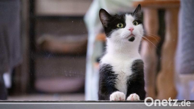 In Deutschland gibt es bislang keine allgemeine Chip- und Registrierungspflicht für alle Hunde und Katzen. Bild: Sebastian Kahnert/dpa