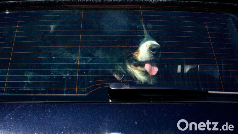 Achtung Hundebesitzer: Vierpföter sollten bei Hitze nicht im geschlossenen Auto bleiben. (Symbolbild) Bild: Axel Heimken/dpa