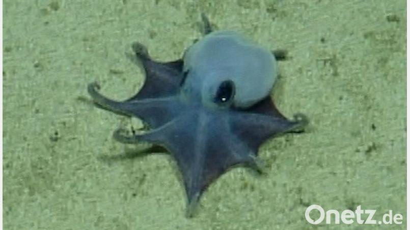 Der winzige blaue Oktopus ist in etwa so groß wie ein Golfball. Bild: -/Charles-Darwin-Stiftung/dpa