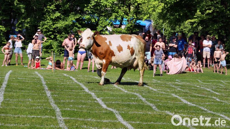 Kuh Ilse staunte nicht schlecht über die Aufmerksamkeit, die ihr auf der Wiese zum Freibad Etzelwang von vielen Zuschauern zuteilwurde. Bild: ds