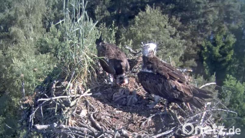 Beim Blick in den Horst der Fischadler am Eschenbacher Rußweiher sind deutlich drei Jungadler zu sehen. Die Altvögel schützen den Nachwuchs vor der Sonne und füttern ihn mit Fisch. Bild: Screenshot Webcam Stadt Eschenbach