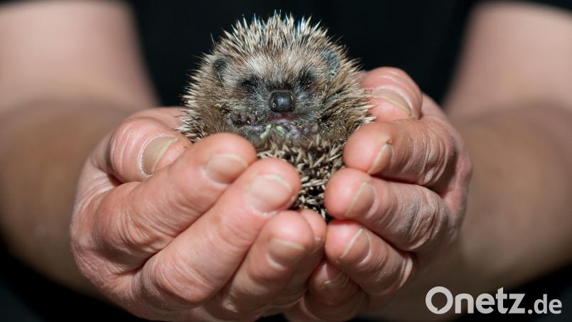 Ein putziger kleiner Igel. Um dieses nachtaktive Wildtier und seine Artgenossen vor schweren Schnittverletzungen oder gar Tod zu schützen, hat der Landkreis Amberg-Sulzbach ein Nachtfahrverbot für Mähroboter erlassen. Symbolbild: Klaus-Dietmar Gabbert/dpa