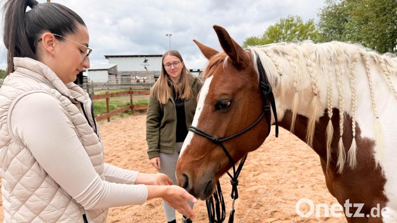 Lisa Siegler (links) ist Pferdephysio- und Rehatherapeutin sowie Pferdeosteopathin aus Trabitz. Ihre Patientin Luna hat mit Magenproblemen zu kämpfen. Aber auch mit dem Zungenbein und Sprunggelenk sowie im Kiefer- und Genickbereich gibt es Komplikationen. Bild: Gabi Schönberger