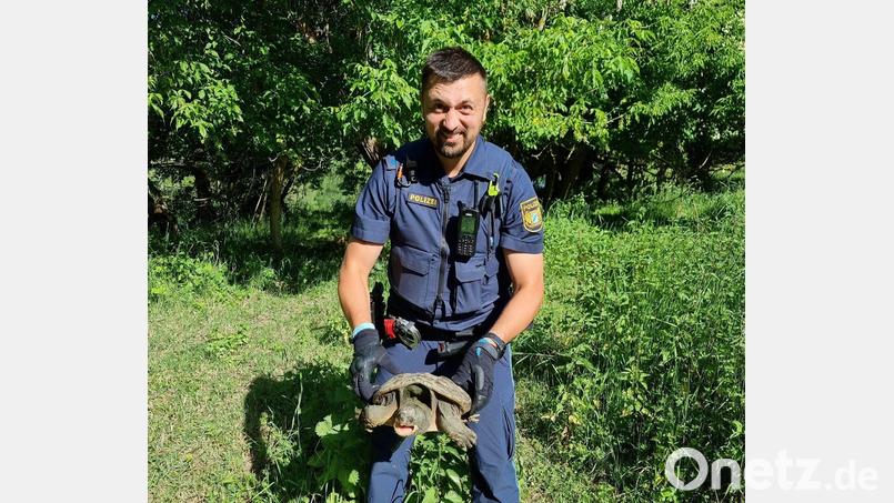 Beamte nahmen das Tier mit zur Polizeiinspektion Ochsenfurt, nachdem die Schildkröte auf einem Fahrradweg bei Sommerhausen gefunden worden war. (Foto: PP Unterfranken) Bild: -/Polizeipräsidium Unterfranken/dpa