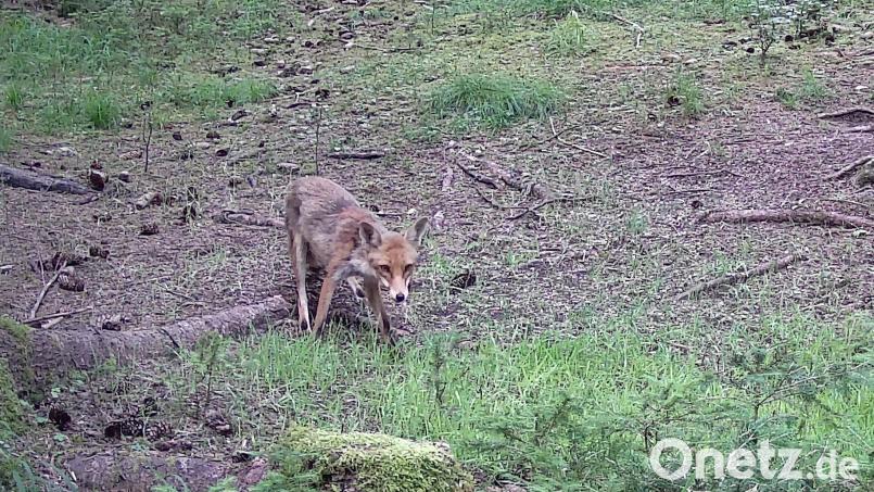 Wenn ein Fuchs in seiner natürlichen Umgebung auffällige Verhaltensweisen zeigt, kann er krank sein und zum Beispiel Staupe haben. Archivbild: ge