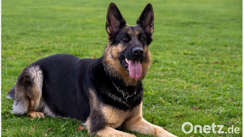 Weniger folgsam: Ein aggressiver Hund hat einen 65-Jährigen schwer an der Hand verletzt. (Symbolfoto) Bild: Stefan Puchner/dpa