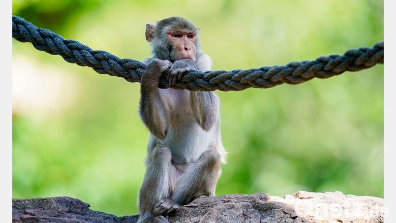 In freier Wildbahn sind Rhesusaffen vor allem in Asien anzutreffen - hierzulande lassen sie sich in Zoos beobachten. (Symbolfoto) Bild: Uwe Anspach/dpa