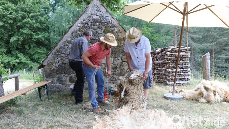 Im Freilandmuseum Oberpfalz dreht sich am 7. Juni alles um Schafe und Wolle. Bild: Simone Kramer