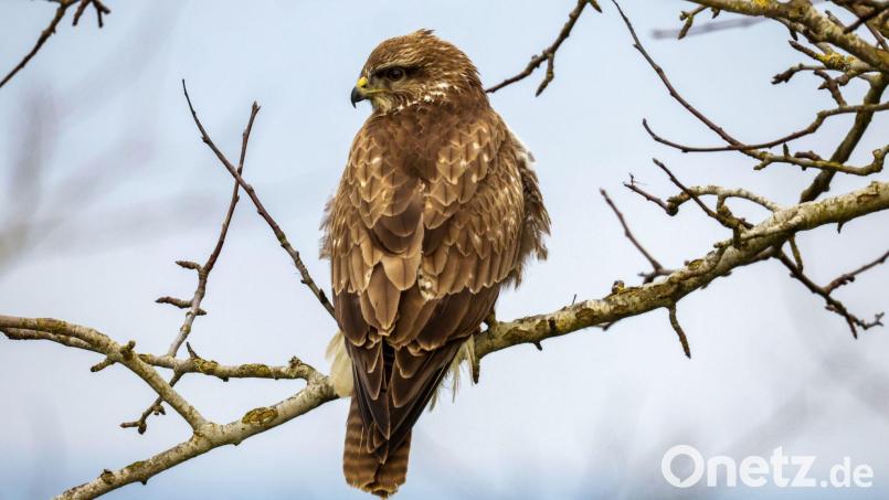 In Niederbayern gibt es viele geschützte Arten, etwa Greifvögel wie dieser Mäusebussard. (Symbolbild) Bild: Thomas Warnack/dpa