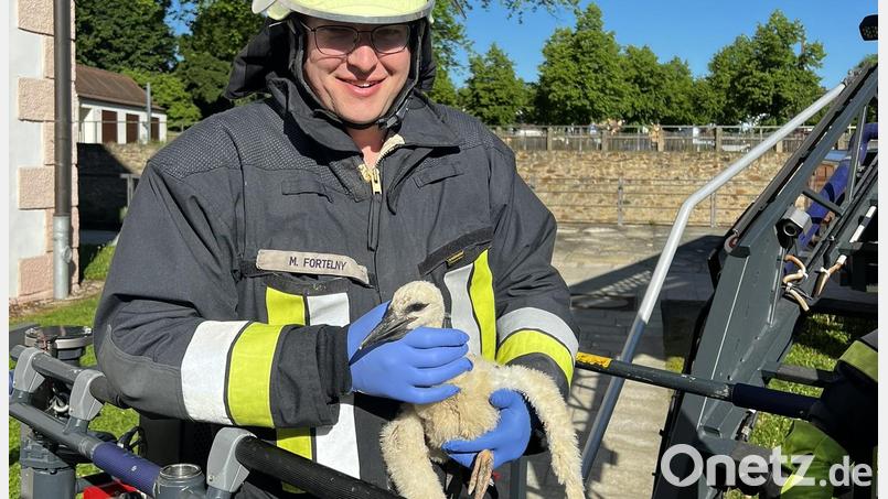 Tierarzt Michael Fortelny, ehrenamtliches Mitglied der Feuerwehr, untersuchte den Jungstorch noch vor Ort. Danach wurde der Vogel in eine Auffangstation nach Tirschenreuth gebracht. Bild: Feuerwehr Waldsassen