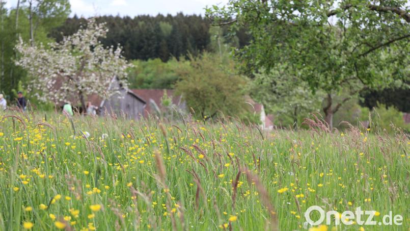 Der Aktionstag im Freilandmuseum Oberpfalz lässt die Besucher Wiese, Wald und Wildnis erleben. Bild: Eva Gröninger