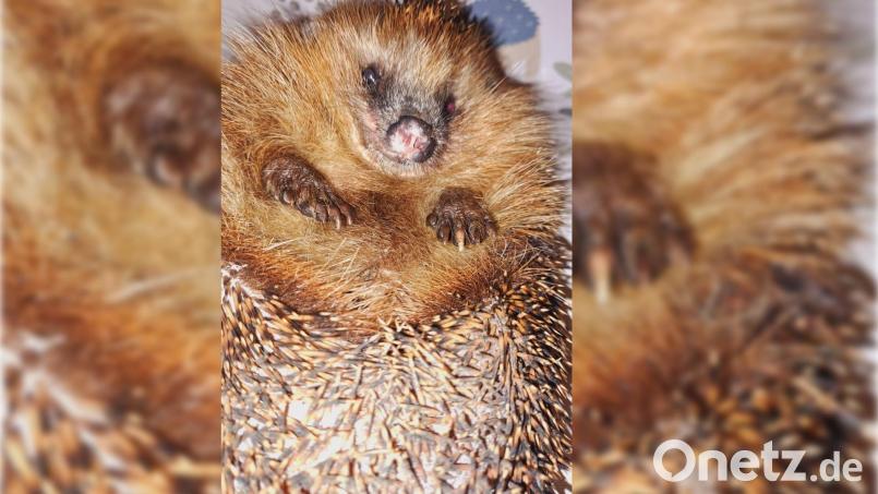 Ein an der Nase verletzter Igel. Gesichtsverletzungen nach einer Begegnung mit dem Mähroboter sind häufig, da die Messer der Geräte nicht nur das Gras zerhäckseln, sondern auch darin lebende Insekten und für den Igel dann nach Nahrung riechen. Bild: Elke Fleischmann