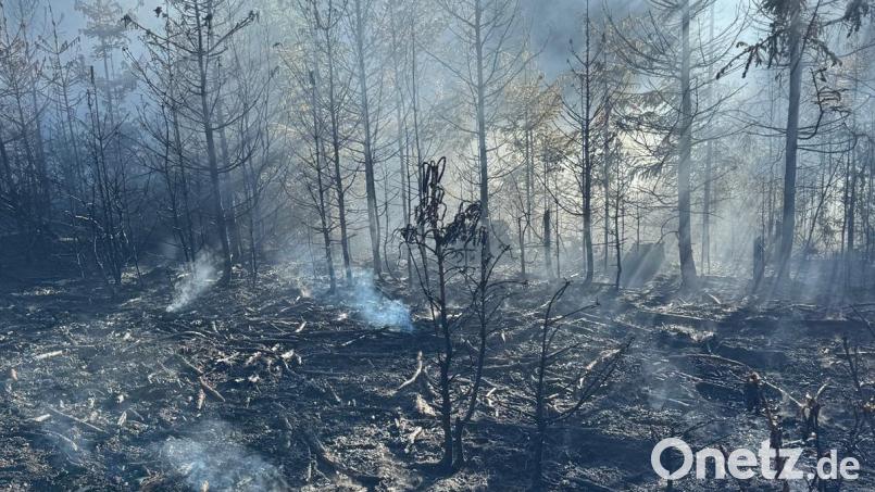 Ein Waldbrand zwischen Etzgersrieth und Wildstein hat am Freitag 10 000 Quadratmeter erfasst. Bild: KBM Christian Demleitner, Kreisbrandinspektion NEW