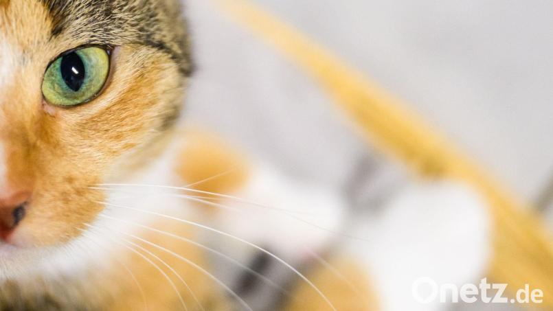 Eine der Katzen starb in der Brandwohnung. (Symbolbild) Bild: Julian Stratenschulte/dpa