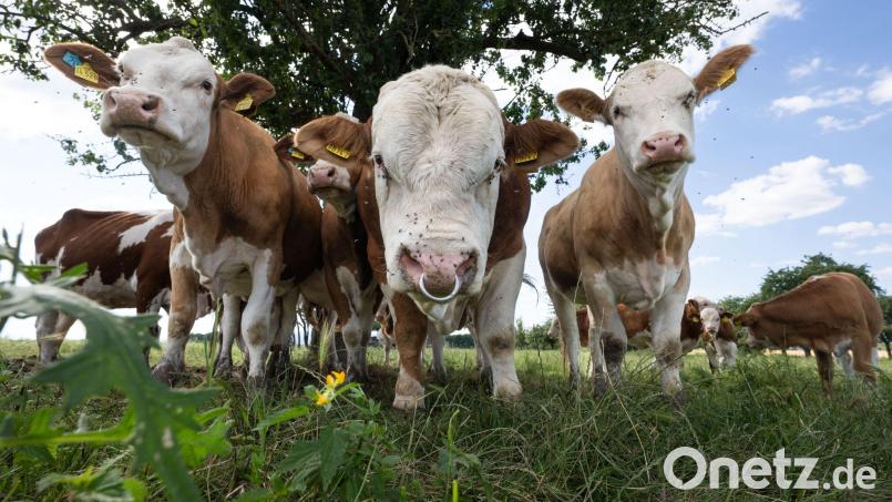 Wenn man einem entlaufenen Rind in freier Wildbahn begegnet heißt es zunächst einmal: Ruhe bewahren. Symbolbild: Boris Roessler/dpa