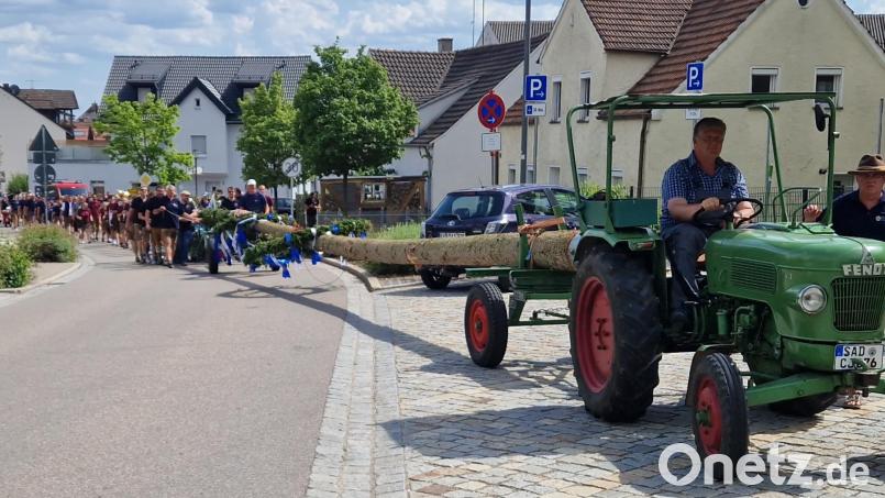 Immer wieder eine Attraktion bei der Miesbergkirwa: der 30 Meter lange Kirwabaum. Bild: mab