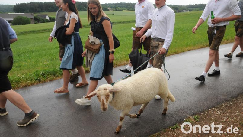 Kirwabätz Zabrina bei der Großenfalzer Kirwa am Wochenende. Bild: ge