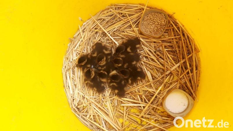 In einem mit Stroh ausgelegten Pappkarton wurden die acht Entenküken von der B85 in Sicherheit gebracht. Inzwischen haben sie eine ungewöhnliche Leihmutter gefunden. Bild: Polizeiinspektion Amberg