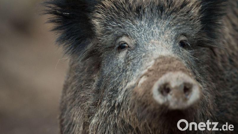 Ein Wildschwein hat in Nürnberg einen Polizeieinsatz ausgelöst. Symbolbild: Lino Mirgeler/dpa