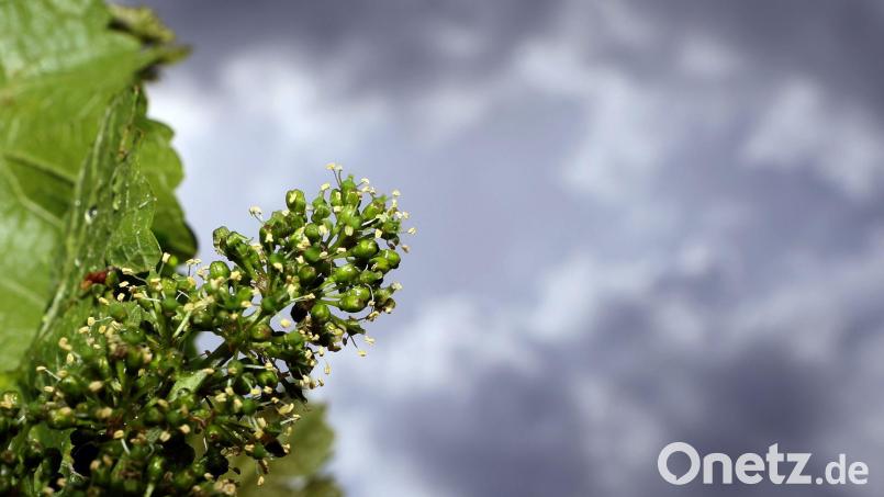 Strahlender Sonnenschein ist heute in Bayern nicht zu erwarten. (Symbolbild) Bild: Karl-Josef Hildenbrand/dpa