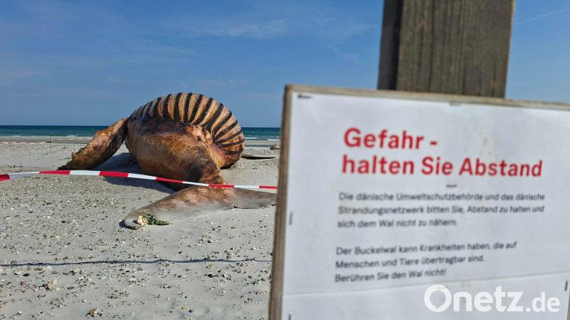 Neugierige dürfen bei der Obduktion des Buckelwals dabei sein - aber nur mit Sicherheitsabstand. Bild: Kai Moorschlatt/dpa