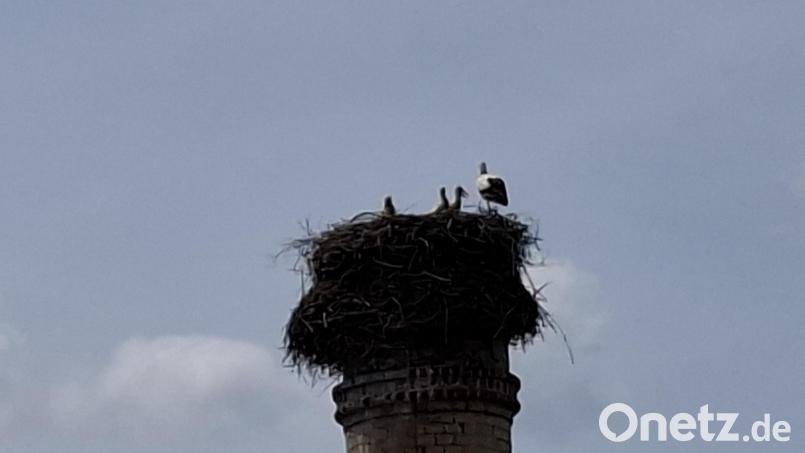 Die Weißstörche versorgen aktuell drei Jungvögel auf dem Kommunbrauhaus in Eslarn. Bild: Karl Ziegler