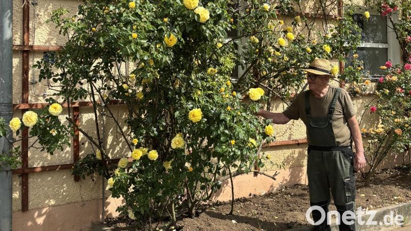So sieht man Hans Sperber: Mit Latzhose und Strohhut bei seinen Rosen. Bild: Erhad Nitzbon