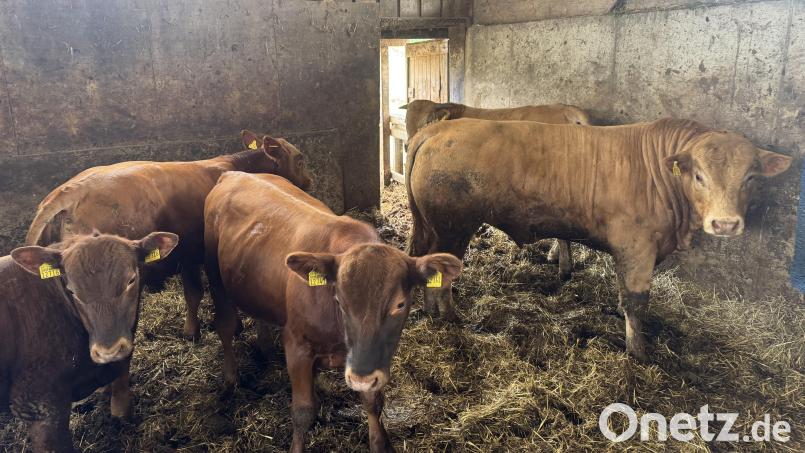 Von den 26 Jungbullen, die am 15. Mai von einer Weide zwischen Kastl und Troglau entlaufen waren, sind mittlerweile 17 wieder daheim. Bild: Sebastian Dimper