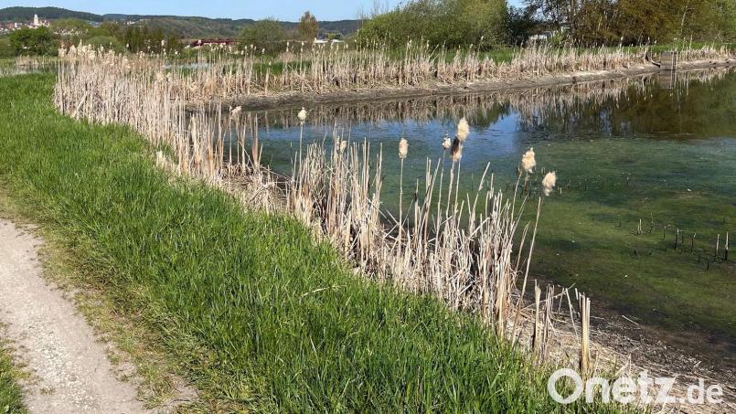 Die Langwiedteiche östlich von Nabburg sind ein wertvolles Naherholungsgebiet. An schönen Tagen hat man einen guten Blick auf Nabburg. Bild: ihl