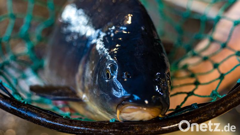 Zwei Männer wurden in Schwarzenfeld beim illegalen Fischfang erwischt. Sie hatten Karpfen mit bloßen Händen gefangen. Symbolbild: Frank Hammerschmidt