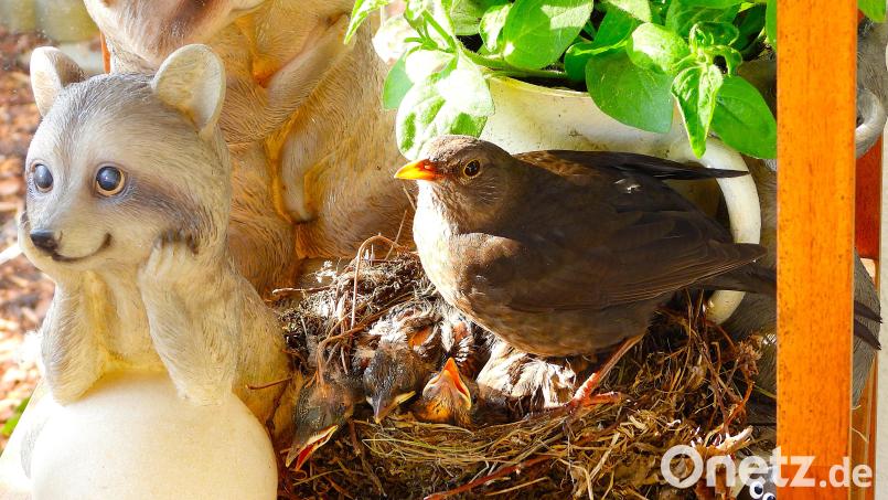 Zwischen den Dekofiguren in einem Regal auf der Terrasse von Manuela Schieder und Manfred Stangl aus Vohenstrauß brütet zum wiederholten Mal ein Amselpärchen. Bild: Manfred Stangl