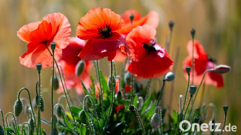Schauer sind Wochenendausflüglern in der Regel nicht willkommen, doch Mohn- und anderen Blumen bekommt der Regen gut. (Symbolbild) Bild: A4366 Sven Hoppe/dpa