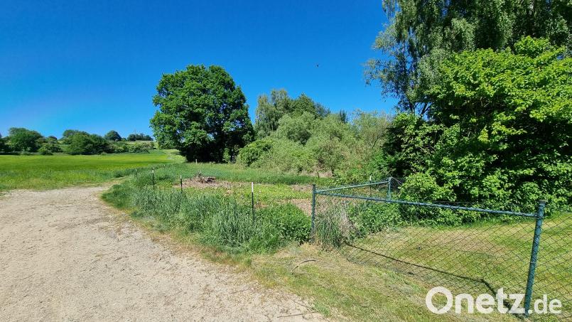 Die Beweidungsfläche "Engerlingsbach" nördlich von Tirschenreuth ist eingezäunt worden. Die Aufnahme stammt vom 29. Mai. Ab Mitte Juni sollen vier Dexter-Rinder das 2,3 Hektar große Areal vor weiterer Verbuschung bewahren. Bild: Thomas Kurzeck