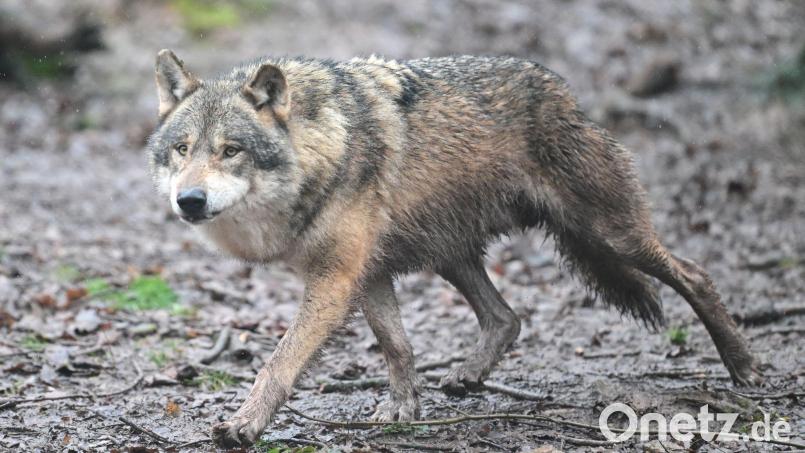 Inzwischen leben 350 Wölfe in der Schweiz. (Symbolfoto) Bild: Bernd Weißbrod/dpa