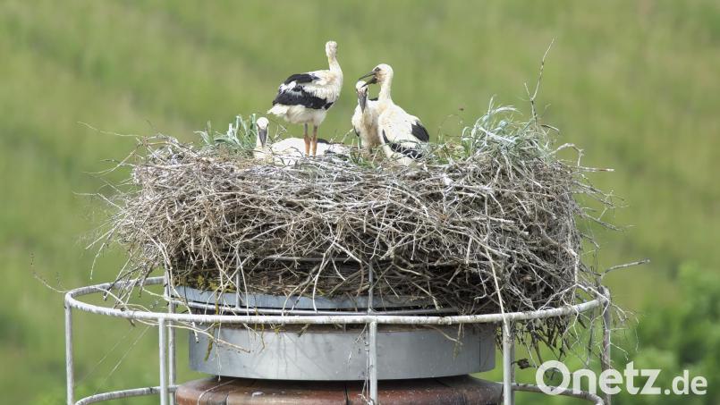 Vier Jungvögel bevölkern das Pleysteiner Storchennest. Der Schornstein auf der ehemaligen Molkerei ist seit 2008 ein Brutplatz. Bild: Reinhold Schulz