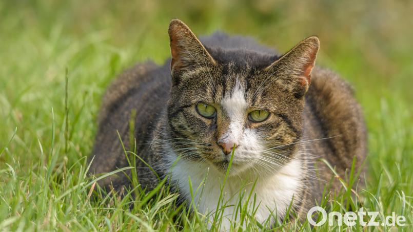 Nicht jede Katze, die in einem fremden Garten auftaucht, ist ein Streuner. Bild: Edith Albuschat - stock.adobe.com