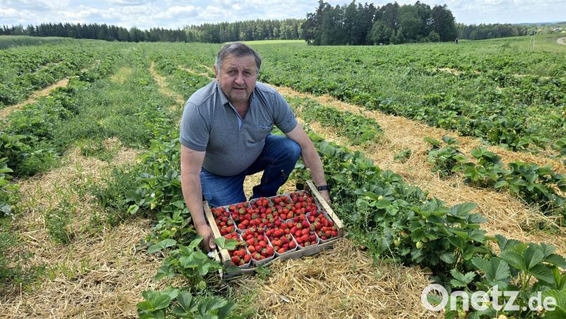 Bernhard Schedl vom gleichnamigen Betrieb in Schwarzenbach zeigt auf einem seiner Felder einen Korb voller frisch geernteter Erdbeeren: Der Landwirt hofft nach einem schlechten Vorjahresertrag auf einen guten Saisonverlauf. Bild: lnz