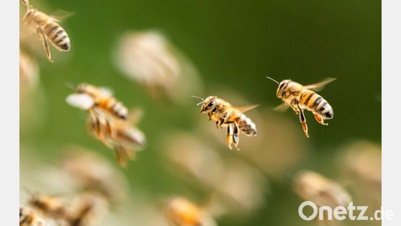 Bienenalarm an einem italienischen Strand. (Symbolbild) Bild: Silas Stein/dpa