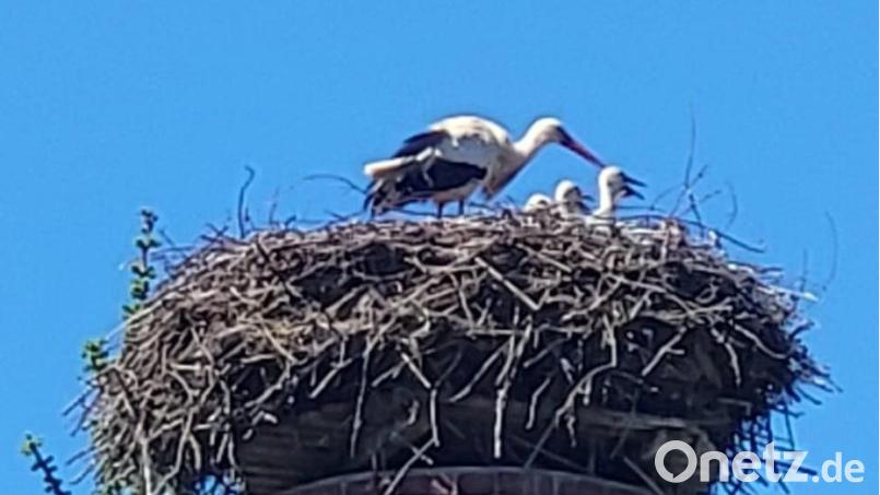Ein tägliches Ritual am frühen Abend: Die Störchin und ihr Nachwuchs blicken Richtung "Bärenschlag". Bild: Gisela Kuhbandner