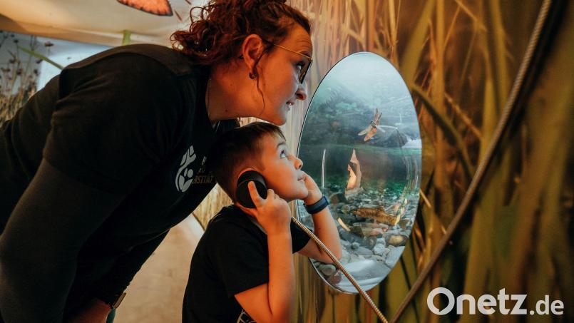 Ein Blick unter Wasser. Die Ausstellung im Haus der Biodiversität Tännesberg macht auch das möglich. Bild: Lukas Frey für kreativmaleins